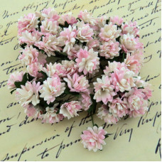 Цветы Астры 15 мм "Бело-розовые"