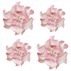 Цветы кудрявой фиалки, бело-розовые