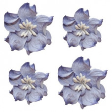 Цветы кудрявой фиалки, сине-белые